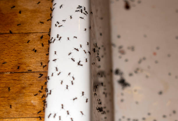 Best Pest Prevention Services  in Norwalk, OH